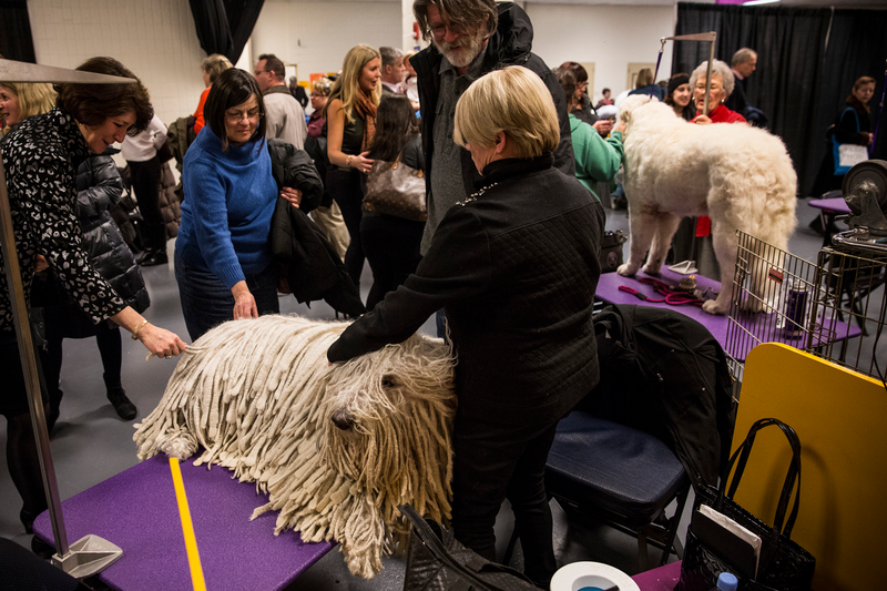 Illustration for article titled Meet Sky, the Wire Fox Terrier Who Just Won the Westminster Dog Show